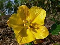 fremontodendron_californicum