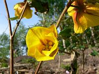 2008-05-29_07-12-06_0087