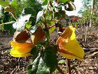 2008-05-29_07-12-06_0094