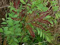 gleditsia_triacanthos_elegantissima