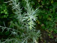 2010-08-12_08-03-28_0071