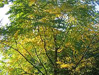 gymnocladus_dioicus_-_stennoed