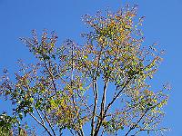 18-06-05kodak_011