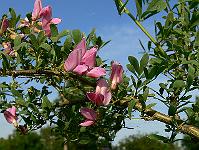 halimodendron_halodendron