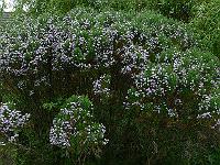 2009-06-30_08-14-18_0108