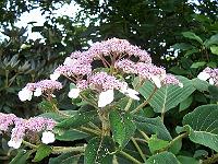 hydrangea_aspera_ssp._sargentiana_-_hortensie
