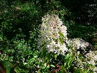01-08-2007_16-46-42_42