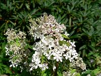 hydrangea_paniculata_-_hortensie