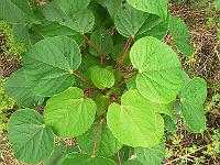 idesia_polycarpa