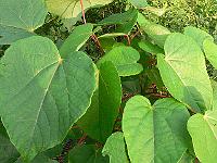 2011-08-07_18-47-06_0003