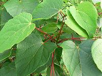 2011-08-07_18-47-27_0004