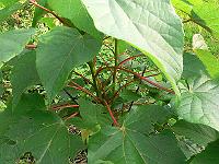 2011-08-07_18-47-40_0008