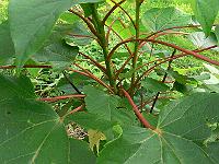 2011-08-07_18-47-52_0010