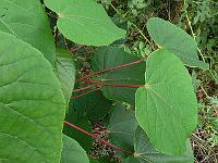 2011-08-07_18-48-41_0020