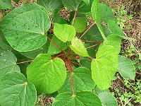 2011-08-08_11-37-18_0002