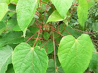 2011-08-08_11-37-32_0005