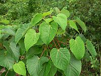 2011-08-08_11-37-56_0011