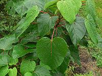 2011-08-10_16-11-04_0055