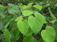 2011-08-12_07-57-30_0061