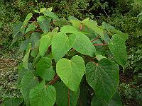 2011-08-12_07-58-14_0067