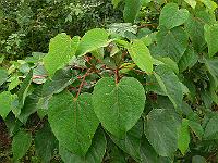 2011-08-12_07-58-27_0069