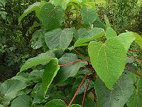 2011-08-12_07-58-41_0073