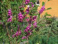 indigofera_gerardiana_-_indigobusk