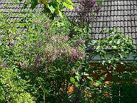 2009-07-04_09-06-54_0142