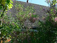 2009-07-04_09-07-15_0145