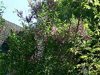 2009-07-04_09-07-26_0148