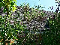 2009-07-04_09-07-50_0151