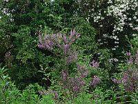 2009-07-05_08-15-00_0143