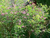 2011-07-27_09-38-01_0074