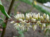 2008-07-06_09-14-25_0033