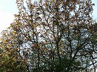 29-04-2007_19-34-01_51