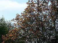 29-04-2007_19-34-42_62