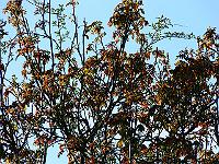 29-04-2007_19-35-03_68