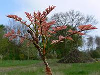 2009-04-29_08-41-22_0234