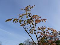 2009-05-03_07-21-22_0061