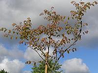 2009-05-11_08-41-08_0250