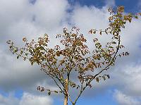2009-05-11_08-41-19_0253