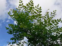 2010-08-01_09-17-36_0102