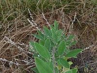 2011-08-12_07-37-47_0026