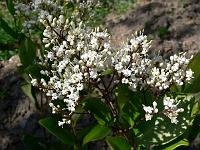 2008-06-05_07-58-44_0001_(3)