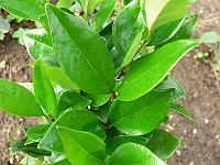 2008-08-24_09-49-42_0174