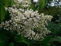2009-07-27_17-50-51_0029