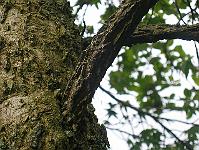 06-06-05canon_031