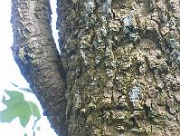 06-06-05canon_076