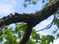 06-06-05canon_077