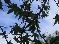 06-06-05canon_079